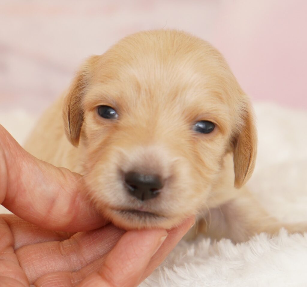 Mダックスフンド新生児生まれました 登録番号みみこ つくばのペットサロン ビークラブ