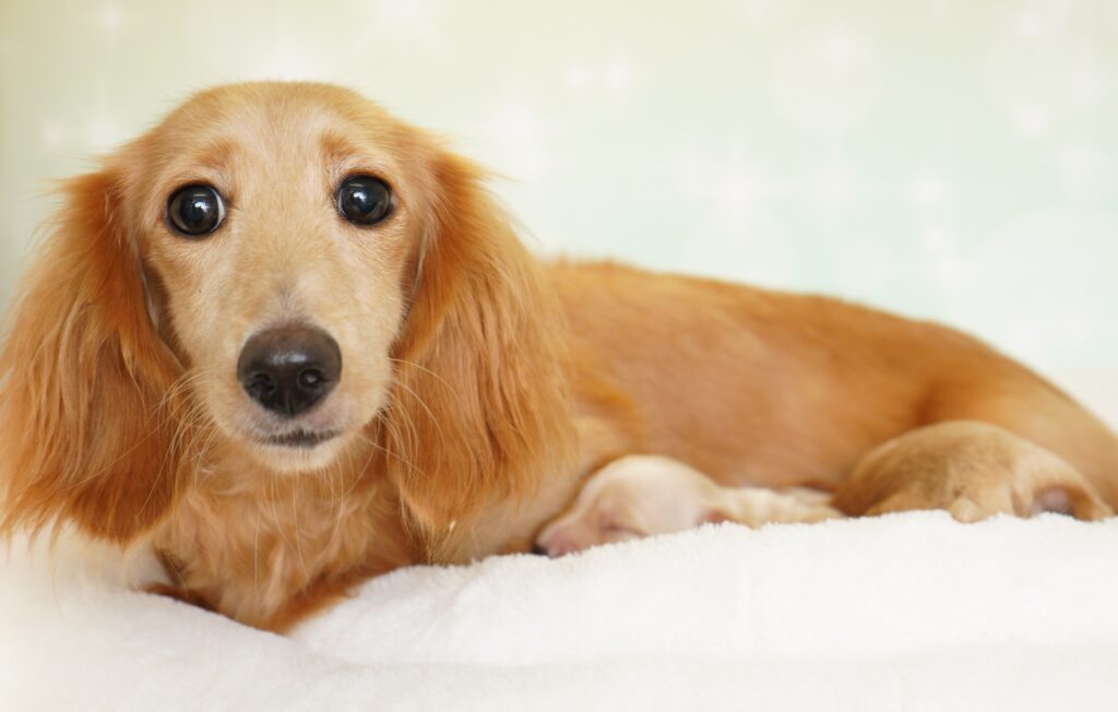 Mダックスフンド新生児生まれました 登録番号みみこ つくばのペットサロン ビークラブ